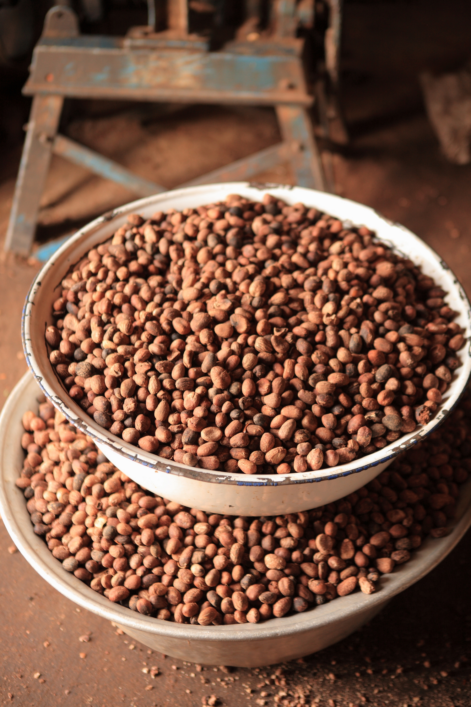 The Real Economics of Shea Butter: Who Actually Profits?