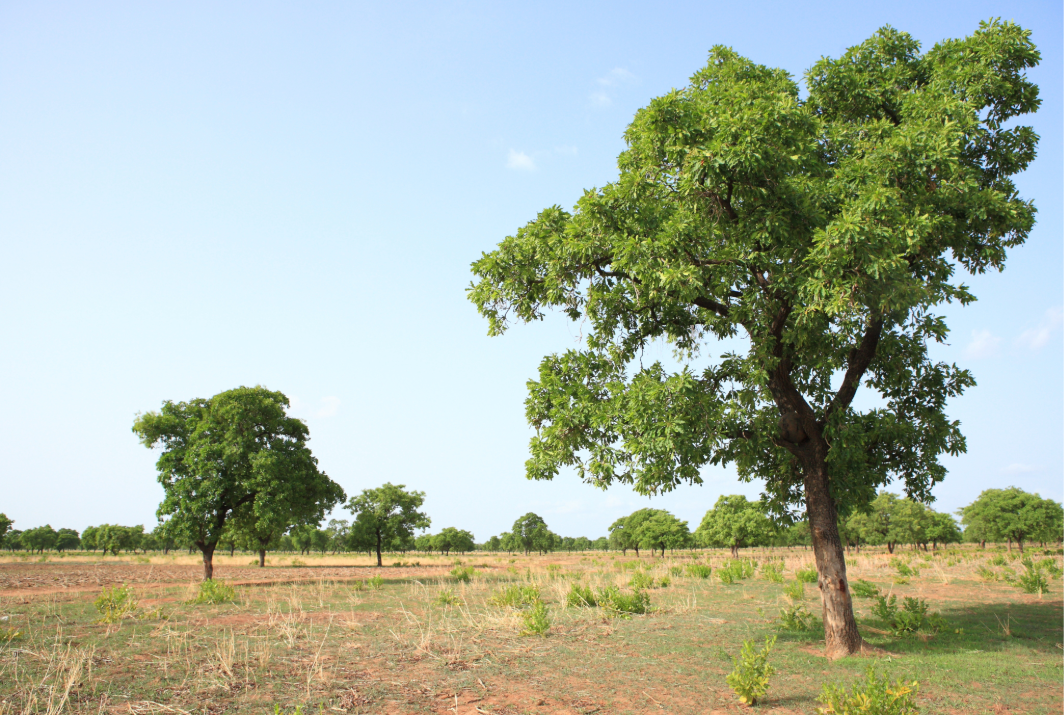 Shea Under Threat: Why West Africa's Ancient Trees Need Protecting